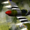 Wings of War Icon